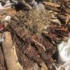Skin Problem | Inkinga yesikhumba