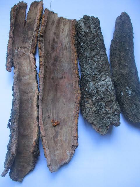 Umuthi Wenzalo/ Infertility