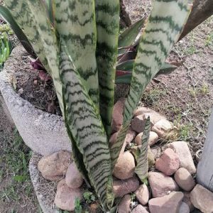 images (9) Umuthi Wendlebe | Ears Pain