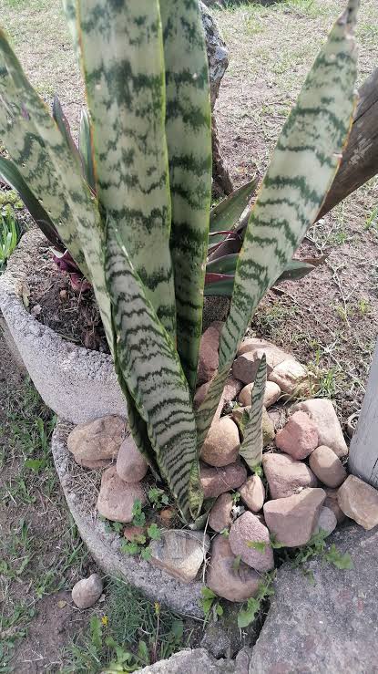 Umuthi Wendlebe | Ears Pain